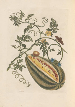 Maria Sibylla Merian - Dissertation sur la generation et les transformations des insectes de Surinam Pl57.webp