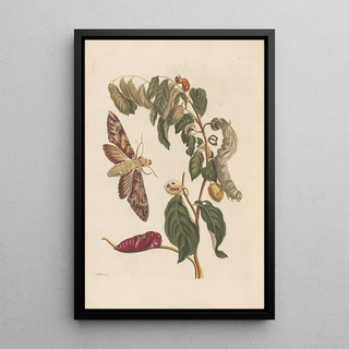 Maria Sibylla Merian - Dissertation sur la generation et les transformations des insectes de Surinam Pl58.webp