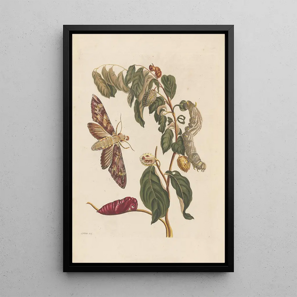 Dissertation sur la génération et les transformations des insectes de Surinam Pl58 - Maria Sibylla Merian — indrammet kunstværk på væggen