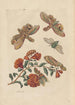 Dissertation sur la génération et les transformations des insectes de Surinam Pl60 - Maria Sibylla Merian — visning af kunstværket