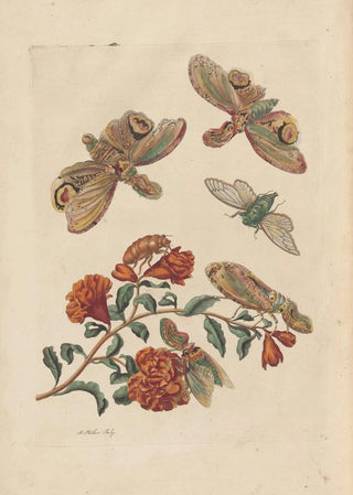 Maria Sibylla Merian - Dissertation sur la generation et les transformations des insectes de Surinam Pl60.webp