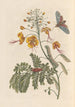 Dissertation sur la génération et les transformations des insectes de Surinam Pl61 - Maria Sibylla Merian — visning af kunstværket