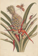 Dissertation sur la génération et les transformations des insectes de Surinam Pl64 - Maria Sibylla Merian — visning af kunstværket