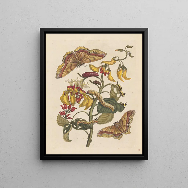 Maria Sibylla Merian - Dissertation sur la generation et les transformations des insectes de Surinam Pl68.webp