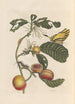 Dissertation sur la génération et les transformationer af insekter fra Surinam Pl69 - Maria Sibylla Merian — visning af kunstværket