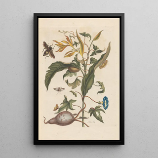 Maria Sibylla Merian - Dissertation sur la generation et les transformations des insectes de Surinam Pl70.webp