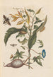 Dissertation sur la génération et les transformationer af insekter fra Surinam Pl70 - Maria Sibylla Merian — visning af kunstværket