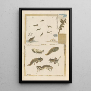 Maria Sibylla Merian - Dissertation sur la generation et les transformations des insectes de Surinam Pl72.webp