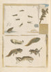 Dissertation sur la génération et les transformationer af insekter fra Surinam Pl72 - Maria Sibylla Merian — visning af kunstværket