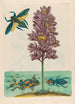 Eichhornia crassipes - Maria Sibylla Merian — visning af kunstværket
