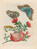 Grenadier - Maria Sibylla Merian — visning af kunstværket