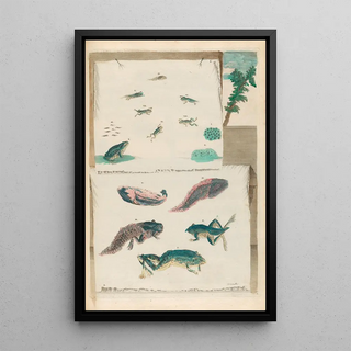 Maria Sibylla Merian - Grenouilles.webp