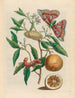 Citron - Maria Sibylla Merian — visning af kunstværket