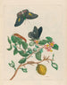 Limonier - Maria Sibylla Merian — visning af kunstværket