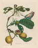Marmeladebøtter Boom - Maria Sibylla Merian — visning af kunstværket