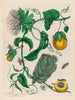 Marquiaas - Maria Sibylla Merian — visning af kunstværket