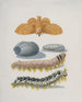 Metamorphose du Lappet - Maria Sibylla Merian — visning af kunstværket