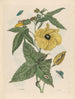 Muscus Bloem - Maria Sibylla Merian — visning af kunstværket