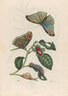 Neflier - Maria Sibylla Merian — visning af kunstværket