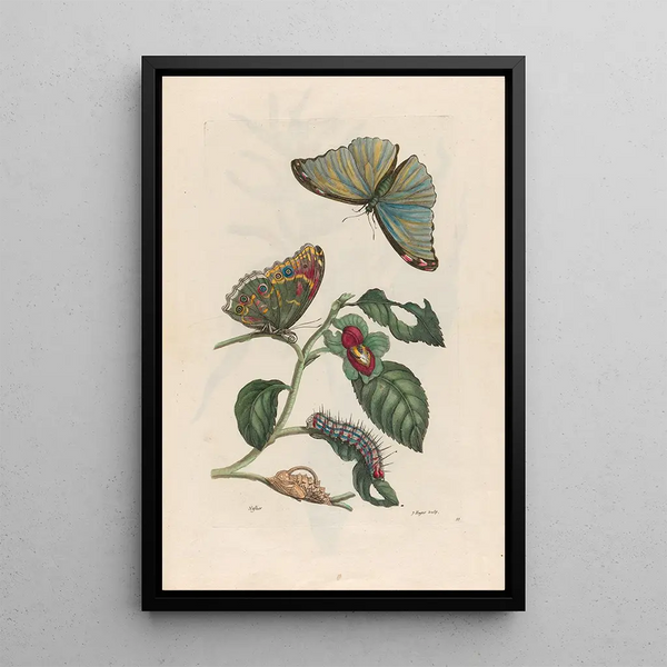 Maria Sibylla Merian - Neflier.webp