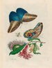 Pachystachys coccinea - Maria Sibylla Merian — visning af kunstværket