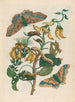 Pallisadenboom - Maria Sibylla Merian — visning af kunstværket