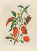 Peber kalkun - Maria Sibylla Merian — visning af kunstværket