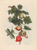 Pomme de Sodome - Maria Sibylla Merian — visning af kunstværket