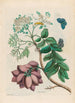 Amerikansk plommetræ - Maria Sibylla Merian — visning af kunstværket