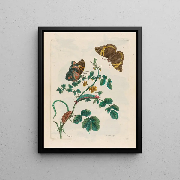 Maria Sibylla Merian - Slaaperljes.webp