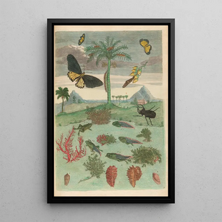 Maria Sibylla Merian - Stag beetle Amphibians and Palm trees.webp