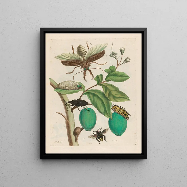 Maria Sibylla Merian - Tabrouba.webp