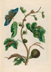 Goyave blanche - Maria Sibylla Merian — visning af kunstværket