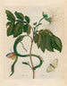 Wycke Bockies - Maria Sibylla Merian — visning af kunstværket