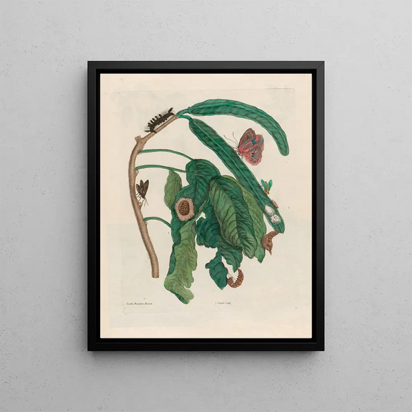 Maria Sibylla Merian - Zoete BoonenBoom.webp