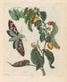 Zursak - Maria Sibylla Merian — visning af kunstværket
