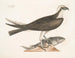 Le faucon pêcheur - Mark Catesby — visning af kunstværket