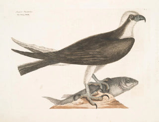 Le faucon pêcheur - Mark Catesby — visning af kunstværket