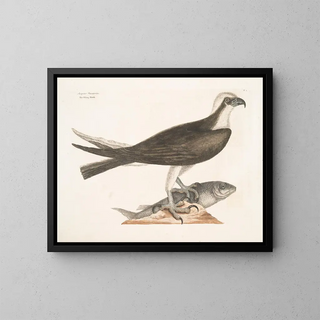 Le faucon pêcheur - Mark Catesby — indrammet kunstværk på væggen
