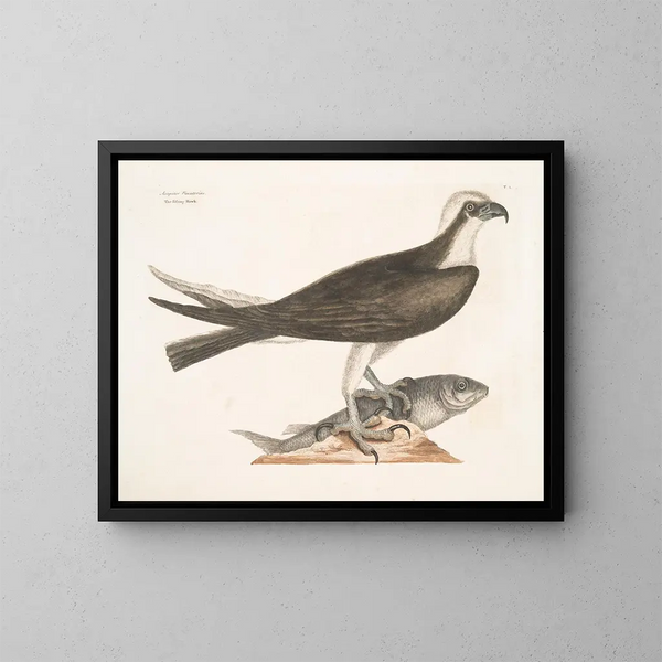 Le faucon pêcheur - Mark Catesby — indrammet kunstværk på væggen