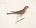 Le petit faucon - Mark Catesby — visning af kunstværket