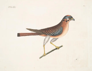 Le petit faucon - Mark Catesby — visning af kunstværket