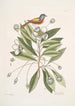 Althaea Alcea Floridana Le Loblolly-Bay Avis Tricolor Le Pinson maleri - Mark Catesby — visning af kunstværket