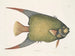 Un Acarauna og englefisk - Mark Catesby — visning af kunstværket