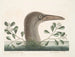 Le grand fou de Bassano - Mark Catesby — visning af kunstværket
