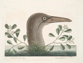 Le grand fou de Bassano - Mark Catesby — visning af kunstværket