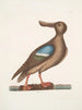 Anas Americanus Le Canard souchet à ailes bleues - Mark Catesby — visning af kunstværket