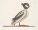 Le canard buffle - Mark Catesby — visning af kunstværket