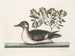 Le petit canard brun - Mark Catesby — visning af kunstværket