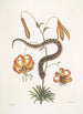 Anguis capite viperino Le Serpent à nez retroussé Lilium c - Mark Catesby — visning af kunstværket